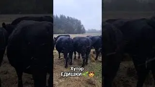 Мясной скот на хуторе ЁДИШКИ🌱🤠 С ЛЮБОВЬЮ К ТОМУ ЧТО ДЕЛАЕШЬ...😇
