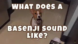 What Does a Basenji Sound Like?
