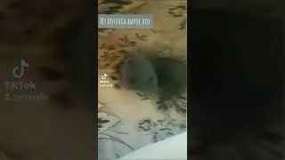 Давно уже не котёнок