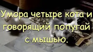 Говорящий попугайчик отжигает с искуственной мышью перед котами.