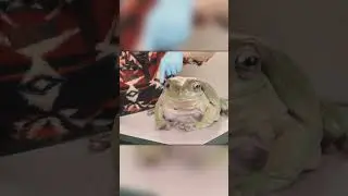 Very Large Frog