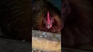 Broody Bird Chronicles