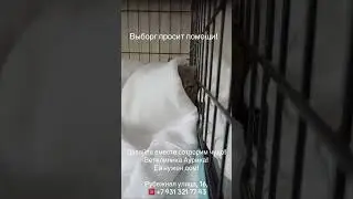 Выборг, породистая кошка ищет дом