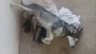 Bebes rottskys cruza de rottweiler y husky