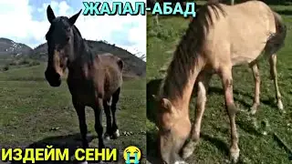ЖООК ЖАМАН| ИЗДЕГЕН ЖАМАН БИР ЛАЙК БАСЫП ТАРКАТАБЫЗ  