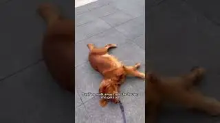 Dog is not done with her walk! 