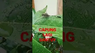 CAPUNG HABIS HUJAN HUJANAN