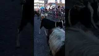 Desmontegada dele Caore a Cavalese