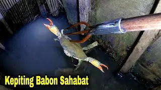 Nombak Kepiting Dan Ikan Di Parit Air Asin