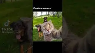 С днем вторника 