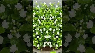 How to grow mogra jasmine from leaves🌼 