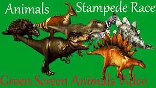 Green Screen Animals Stampede Race Running Green Screen Blue Screen Black Screen HD Video