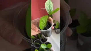 Замиокулькусам 4 месяца 💪 #замиокулькас #хобби #shorts