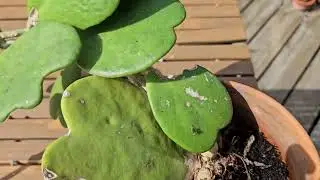 Hoya kerrii - a success story
