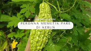 Perdana Memetik Pare di Kebun Belakang Rumah, Tumis Pare dan Jamur Grigit