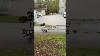 #ворона #смешныевидео #озвучка #shorts #shortvideo #stockholm