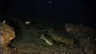 Georgetown Hole Snowy Grouper