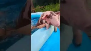 После управки с хрячком по имени .......