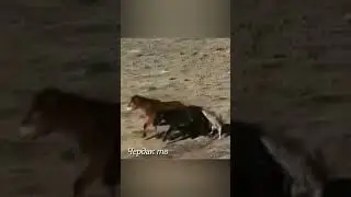 Wolves attacked horses.
