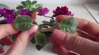 ПОЧЕМУ ФИАЛКА НАРАЩИВАЕТ ПАСЫНКИ/КАК ОТДЕЛИТЬ ПАСЫНОК С ФИАЛКИ!