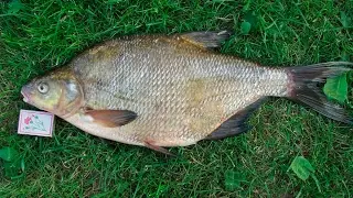 Квест лещ 1256 гр Русская рыбалка 3.7.5