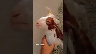 Baby goat 🐐 mashallah 🥰 gulabi 💯#cowmandi #goat #bakra #gulabi #bakraeid2023 #mandikadewana