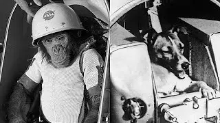 Почему в СССР в космос отправляли собак, а в Америке отправляли обезьян