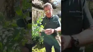 How to Grow and Take Care of Ferns - Paradise Distributors