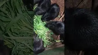 нутрии весеннее лакомство