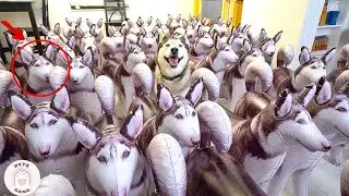 Husky Dog Is The Best Comedian 😄🤣 Funny Dogs Video Compilation