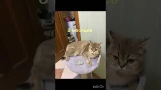 Моей Кошке 1 год!