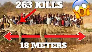 TOP 5 LARGEST CROCODILES In The World