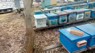 Защита пчёл от птиц