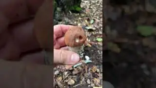 #WildMushroomHunting #BoleteMushroom