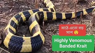 Highly Venomous Banded Krait | Snakes  Video 4K | Snake found in Paddy Field | @Technophotography