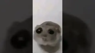 Хомяк поет #мем #мемы #memes
