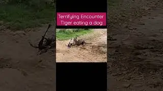 Terrifying Encounter: Tiger Attacks Innocent Dog 😱🐅 #TigerAttack #DogAttack #WildlifeEncounter
