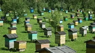 Пасека и пчелы  Приемы повышения доходности пасеки  Лавров В В  пчеловод, Миорский район