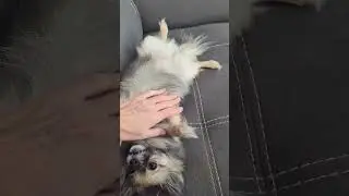 Abbie the Pomchi plays dead #pomchi #abbie #plays dead