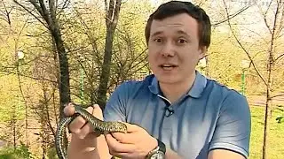 АвенюДрайв