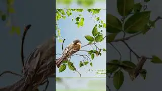Купала - кулики жаворонушки