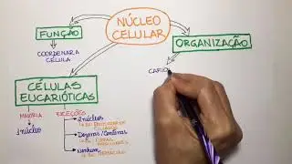Núcleo Celular