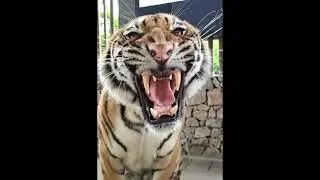 Shocking tiger roars
