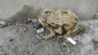 Ropucha obecná + mládě