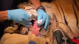 Kali Tiger at Big Cat Rescue is being seen for a full wellness exam and dental procedure 03 18 2022