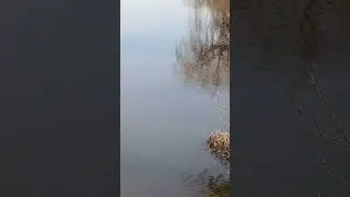 Гуфу на память)