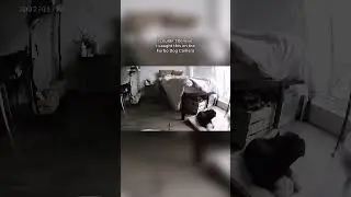 10/10 technique and landing for @beauregard.maximus.jr 