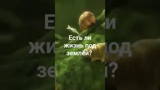 Учёные установили, что глубоко под землёй обитают живые существа