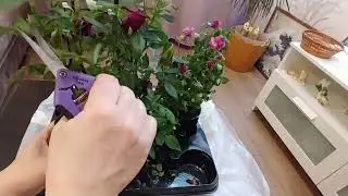 Красивые розы , на сильном морозе! Им суждено было погибнуть, но ... Оперция 