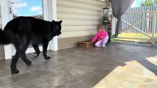 Волкособ Гул’дан и Яна договариваются😃общение гибрида и ребенка 😎